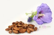Kakaobohnen, 250g, Bio- und Rohkostqualitt, Sorte: Criollo