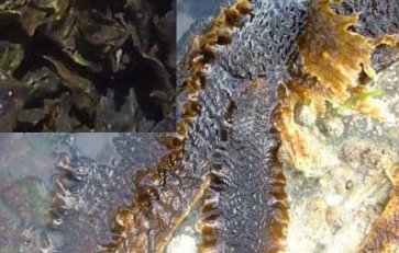 Kombu/Kelp süß, Bio-und Rohkostqualität, 60g