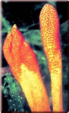 Cordyceps sinensis (Raupenpilz), Pulver, 60g, Bio-und Rohkostqualität
